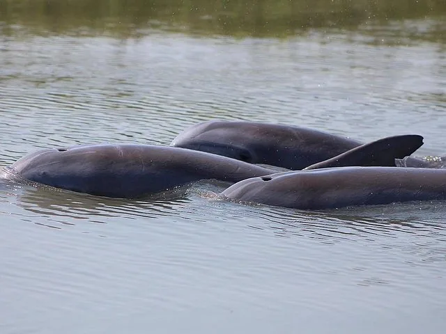 Drei Delfine schwimmen während einer Bootstour zusammen im Wasser.