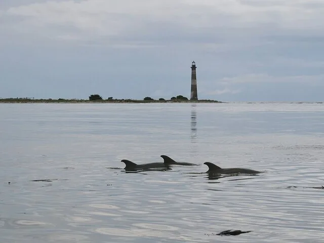 Des dauphins nagent dans l'eau avec le phare de Morris Island en arrière-plan.