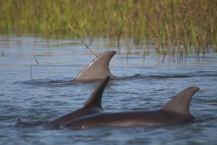 Dos delfines nadando en el agua cerca de hierba alta de marisma.