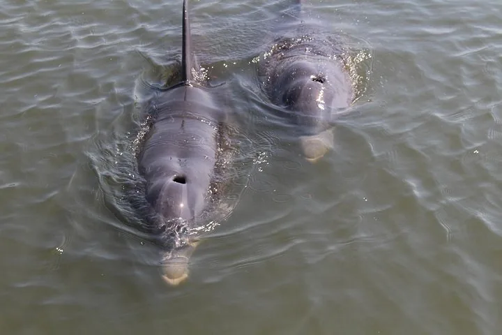 Dos delfines nadan uno al lado del otro cerca de la superficie del agua.