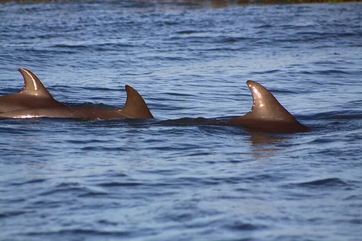 Gros plan de deux nageoires dorsales de dauphins fendant la surface de l'eau bleue.