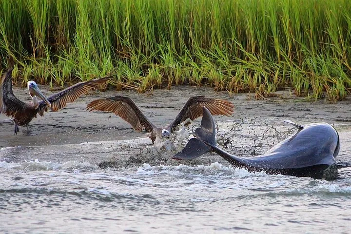 Ein Pelikan landet neben einem Delfin, der im flachen Wasser nahe einer grasbewachsenen Uferböschung planscht.
