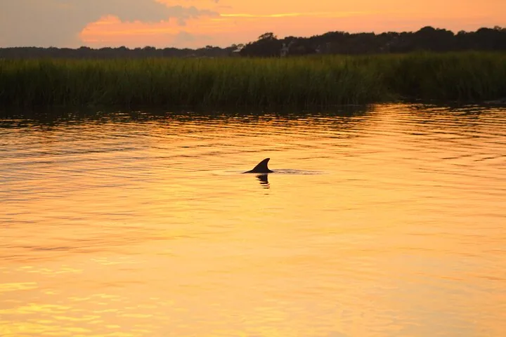 Die Finne eines einzelnen Delfins durchschneidet das Wasser, in dem sich ein farbenfroher Sonnenuntergang spiegelt.