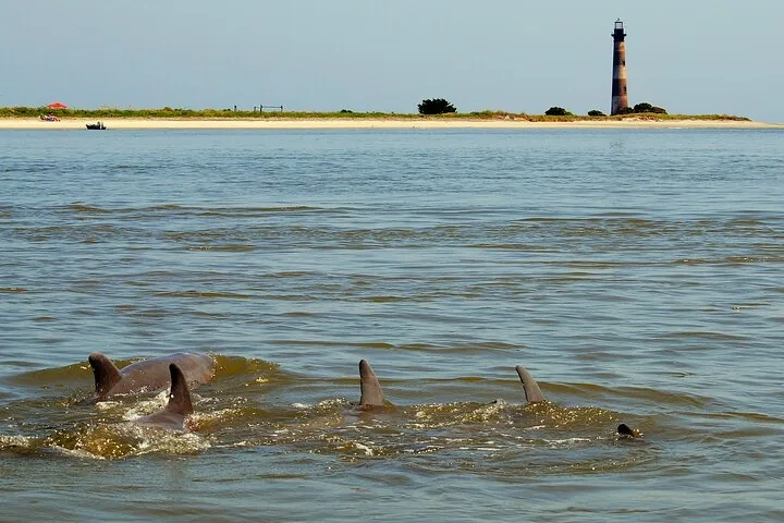 Des ailerons de dauphins fendent l'eau près du phare de Morris Island.